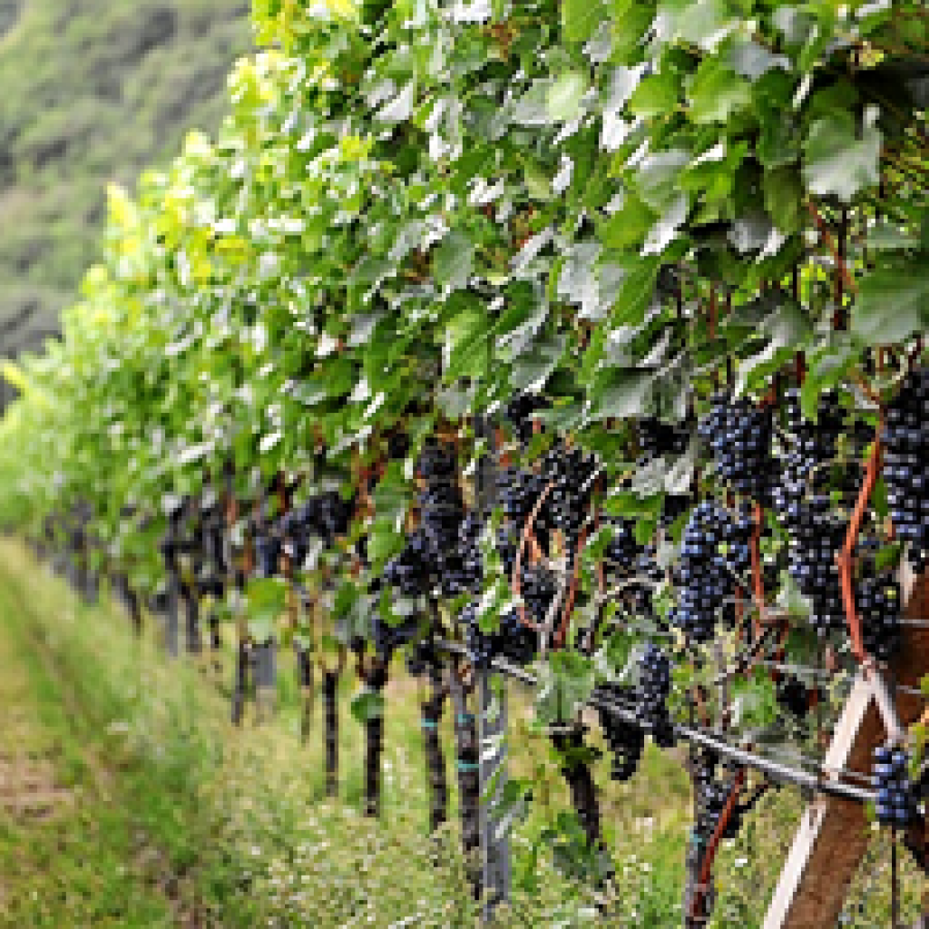 About Us The Winery Exchange